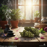 CBD Flower Candy Kush