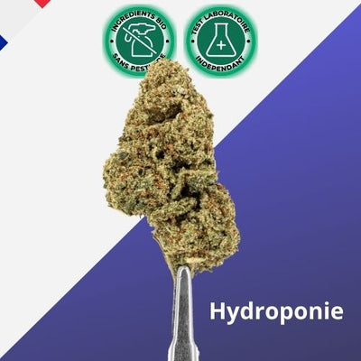 Fleur de CBD Hydroponie FORBIDDEN FRUITS - Premium