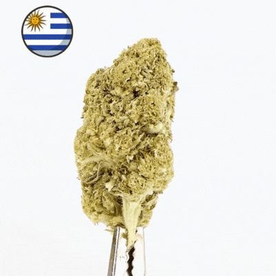 Fleur CBD Greenhouse GREEN CRACK - Premium - 🇺🇾