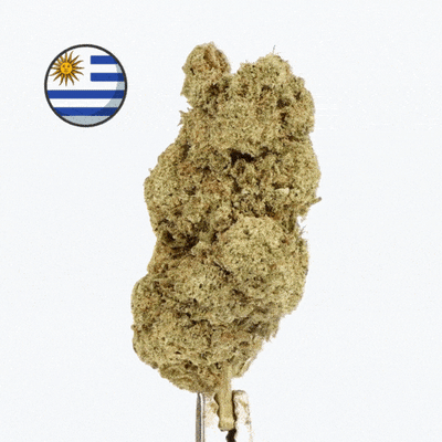 Fleur CBD Hydroponie Lifter US - Premium - 🇺🇾