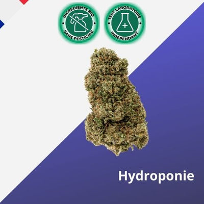 Flower of CBD hydroponics melonade - Premium