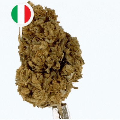 Fleurs CBD Skunk Outdoor 18% - Qualité Premium