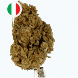 Fleurs CBD Skunk Outdoor 18% - Qualité Premium