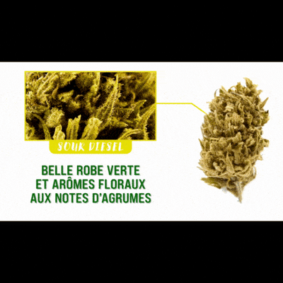 Fleurs CBD Sour Diesel Occitanie | Greenhouse
