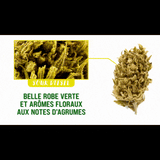 Fleurs CBD Sour Diesel Occitanie | Greenhouse