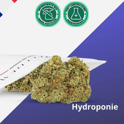 Fleur de CBD Hydroponie ZUSHI Mentholé - Premium