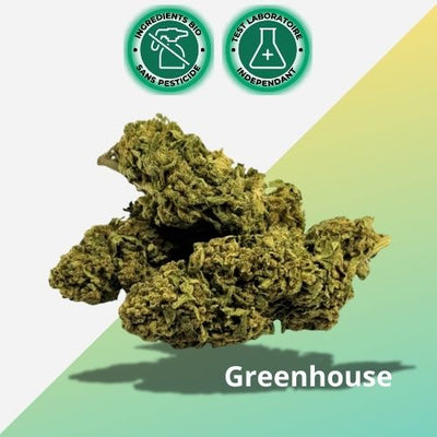 Flor de CBD Banana Smash | invernadero