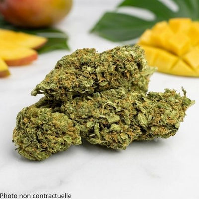 Fleur CBD 12% Mango Kush Premium | Indoor