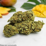 Fleur CBD 12% Mango Kush Premium | Indoor