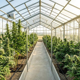 fleur cbd sous serre (greenhouse)