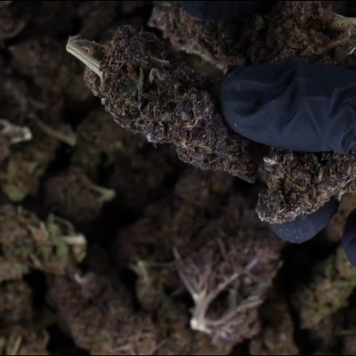 Fleur de CBD Black Diamond 16% | Greenhouse