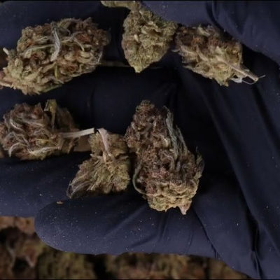 Fleur de CBD Blueberry Muffin 17% | Greenhouse