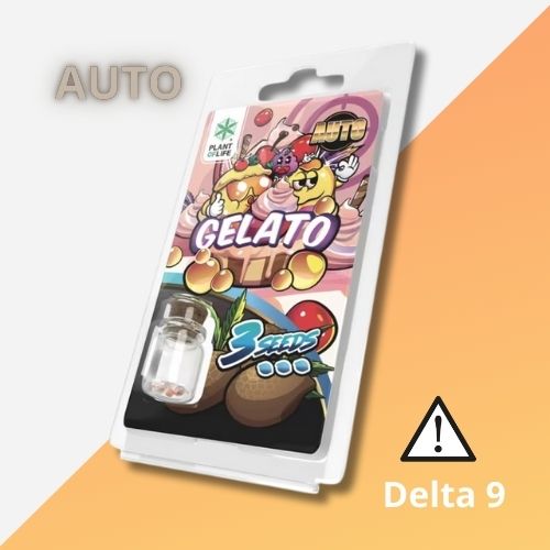 Graines Autofloraison THC de Collection | Gelato Auto 3 Semences