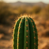 Cactus San Pedro (Echinopsis pachanoi) : Riche en Mescaline