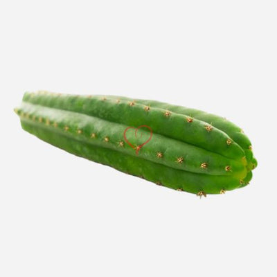 Cactus San Pedro (Echinopsis pachanoi)