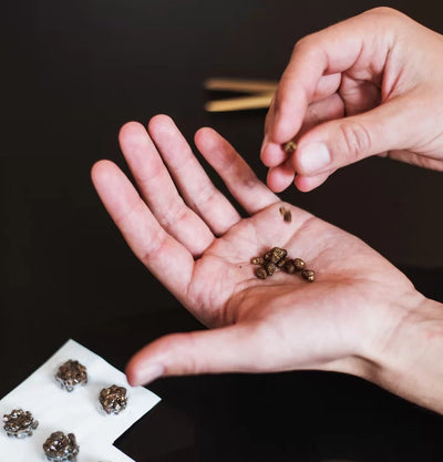 Microdosing Truffes Protocole Fadiman: Légal en Europe