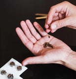 Microdosing Truffes Protocole Fadiman: Légal en Europe