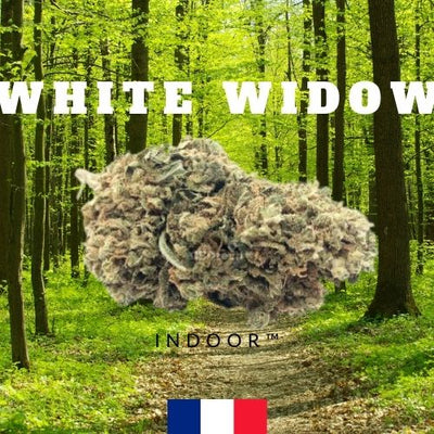 Flower CBD White Widow ≈4%